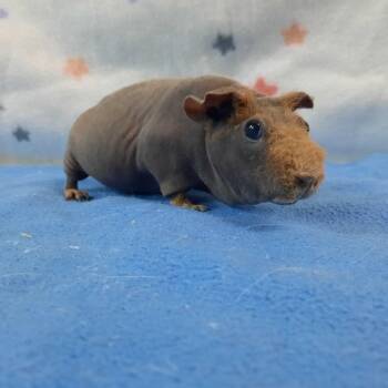 Rescue Guinea Pig Guinea Pigs for Adoption in Montclair, California - GiGi | PetCurious